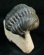 Bargain Reedops Trilobite - Nice Eye Facets #4928-4